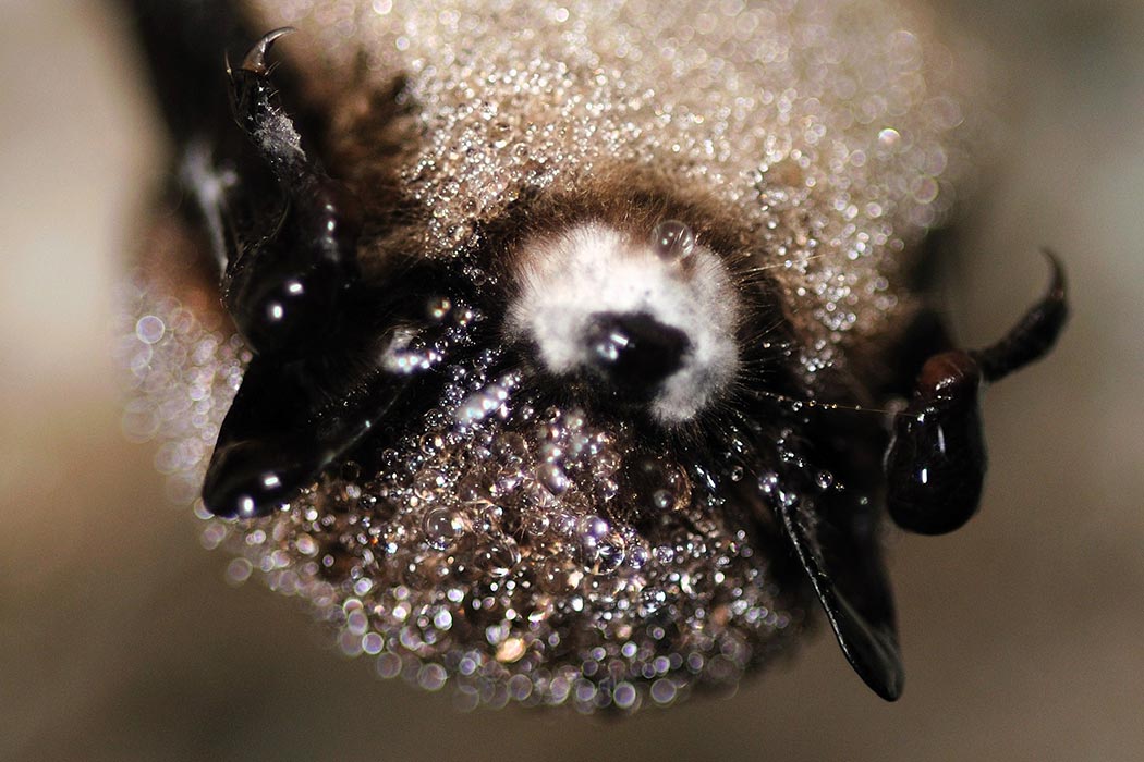 Little_brown_bat_with_white-nose_syndrome_(5751822315)_1050x700