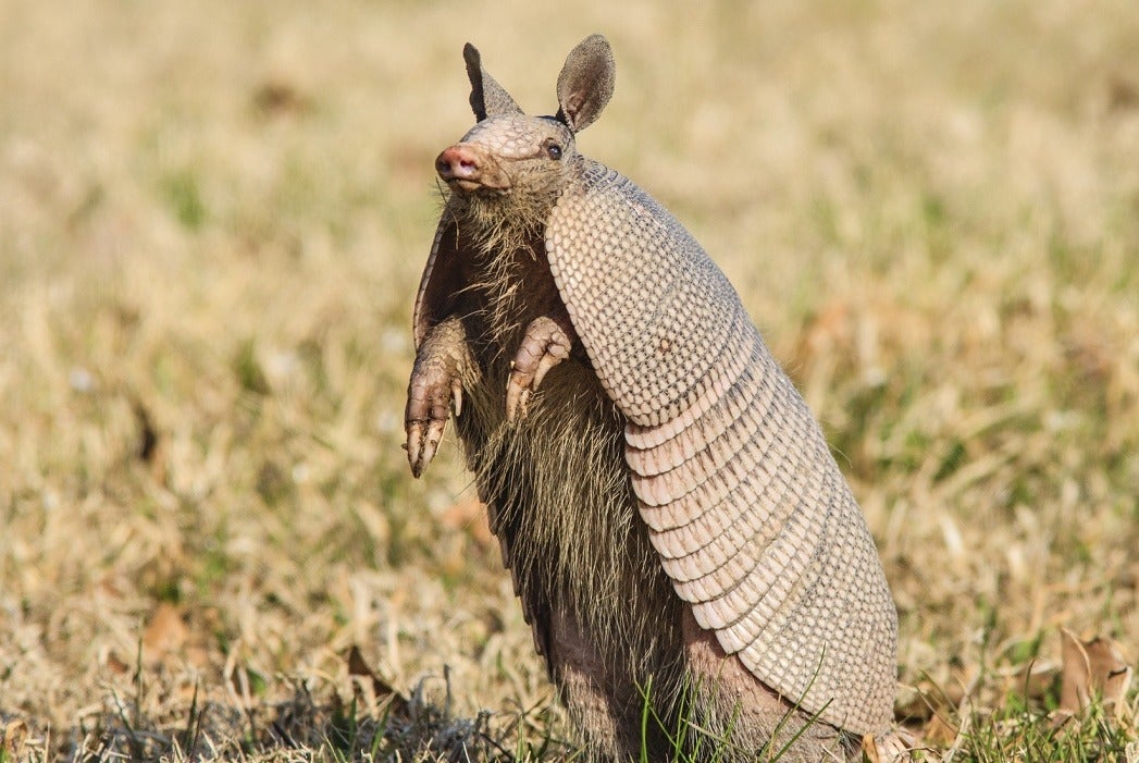 armadillos-are-cute-but-they-spread-leprosy-jstor-daily