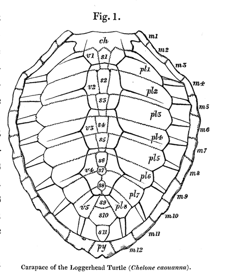 illustration of turtle shell