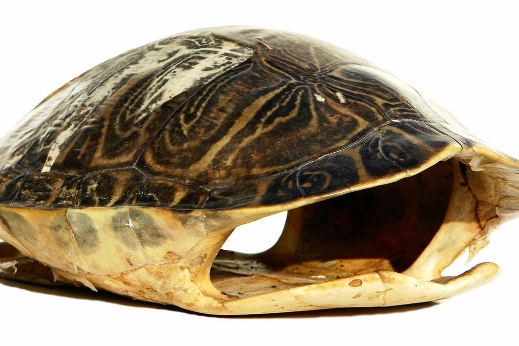 Turtle Shells More Than Meets The Eye JSTOR Daily