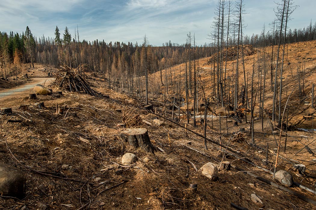 deforestation-soil-erosion