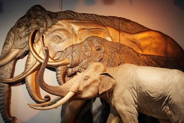 A replica of a pygmy mammoth stands in front of a relief carving showing the actual sizes from rear, a Colombian mammoth, an African elephant and an American mastodon as part of a new exhibit called "Mammoths and Mastodons: Titans of the Ice Age" at The Field Museum in Chicago. The exhibit runs through Sept. 6, 2010. (AP Photo/M. Spencer Green)