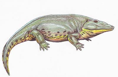 The Age of Amphibians - JSTOR Daily