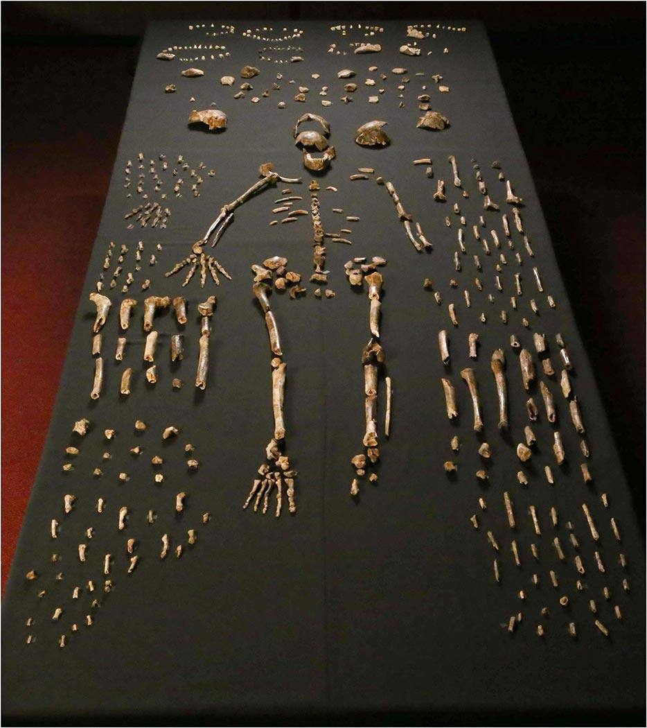 A sample of the 1,550 skeletal pieces recovered go Homo Naledi.