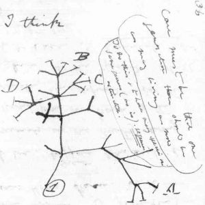 Charles Darwin's 1837 sketch, his first diagram of an evolutionary tree from his First Notebook on Transmutation of Species (1837) on view at the Museum of Natural History in Manhattan.