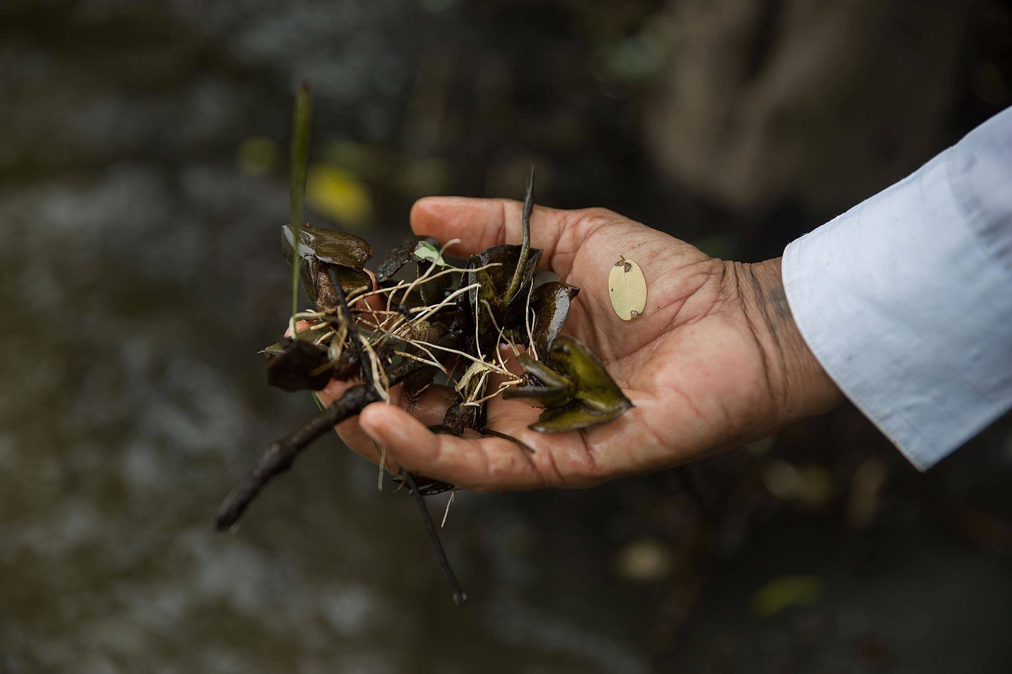 Seedlings from mangrove trees can help repopulate a mangrove forest if the area is left alone. (Image: Taylor Weidman)