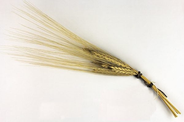 Einkorn wheat