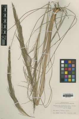 Muhlenbergia longifolia Vasey