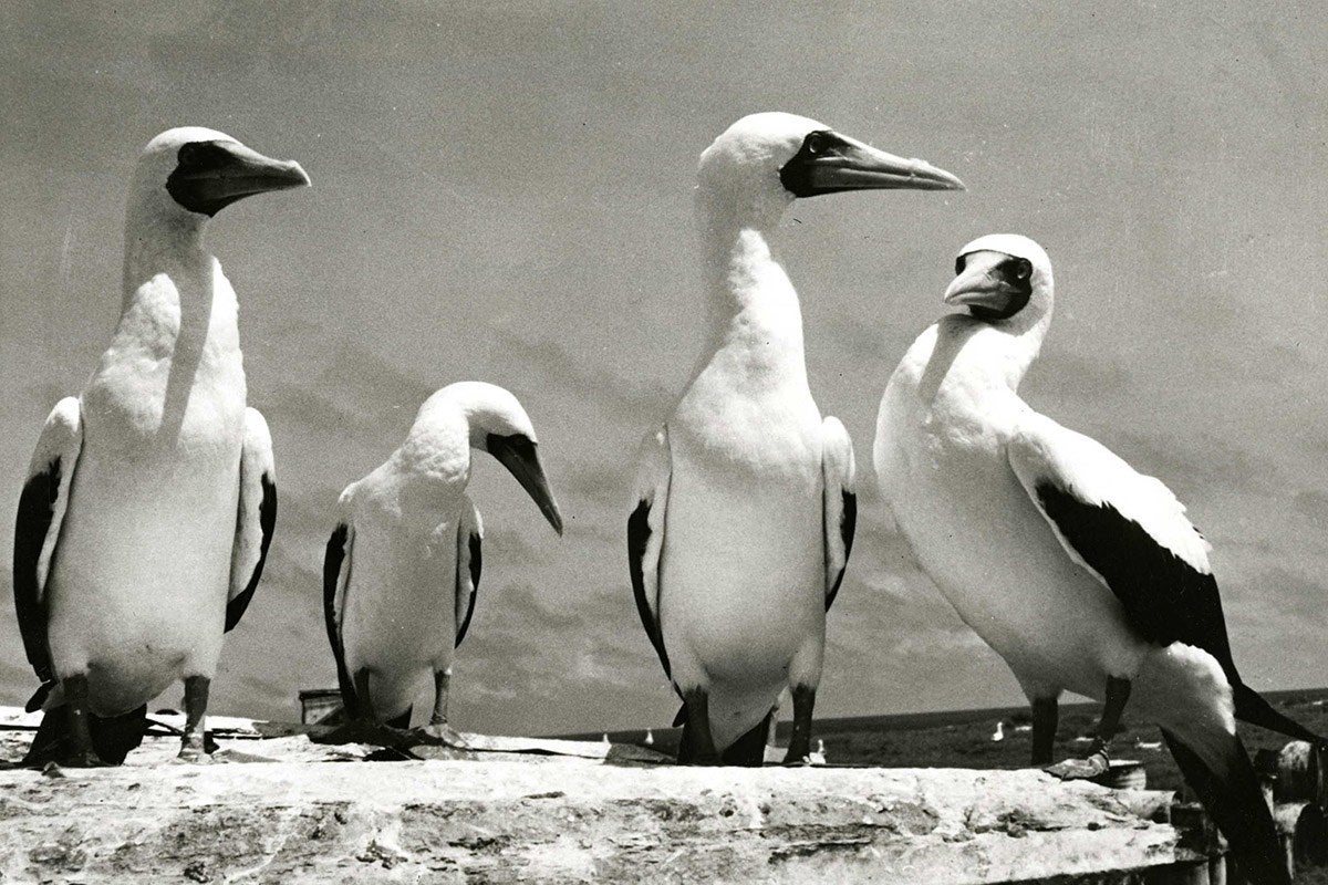 Blue-faced boobies, November 11, 1968, location unkown. This photograph was taken by researcher Roger B. Clapp during his work with the Pacific Ocean Biological Survey Program.