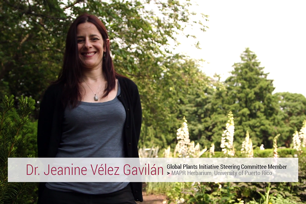 Dr. Jeanine Vélez Gavilán, Global Plants Initiative Steering Committee Member, at the MAPR Herbarium.