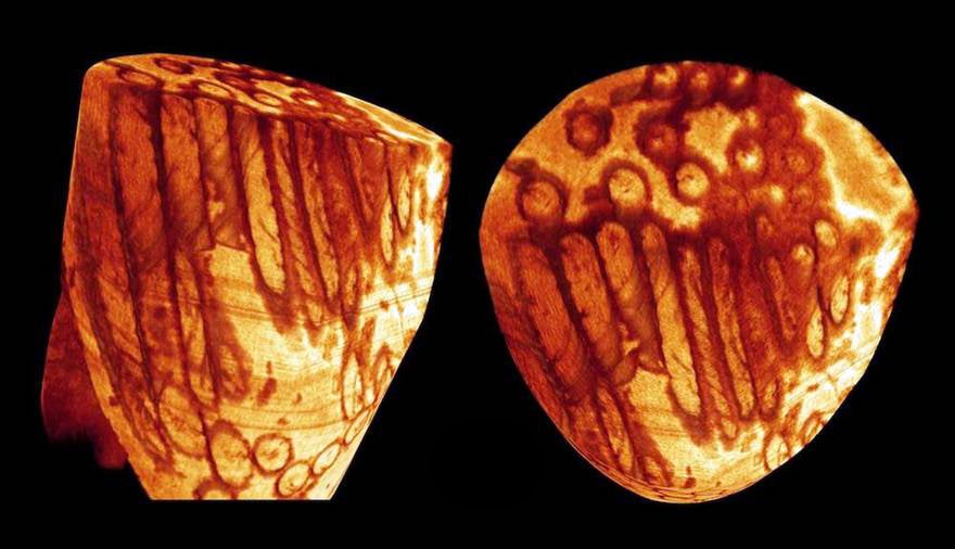 Reconstructed sperm from sixteen-million-year-old fossilized specimen found in Australia.