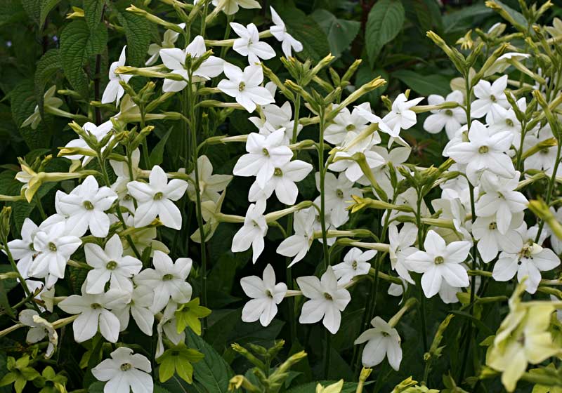 Flowering Nicotiana Alata, a species of tobacco identified by star-shaped white blooms.