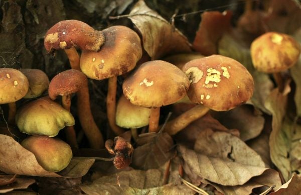 Wild mushrooms growing amongst fallen leaves and trees.