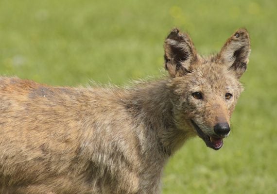 A young coyote in a field.