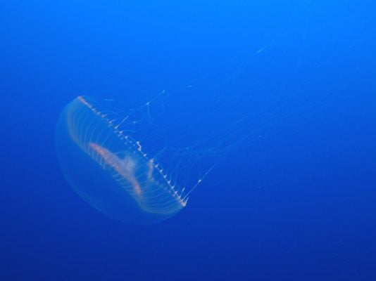 A lone aequorea victoria, a bioluminescent jellyfish, in the ocean.