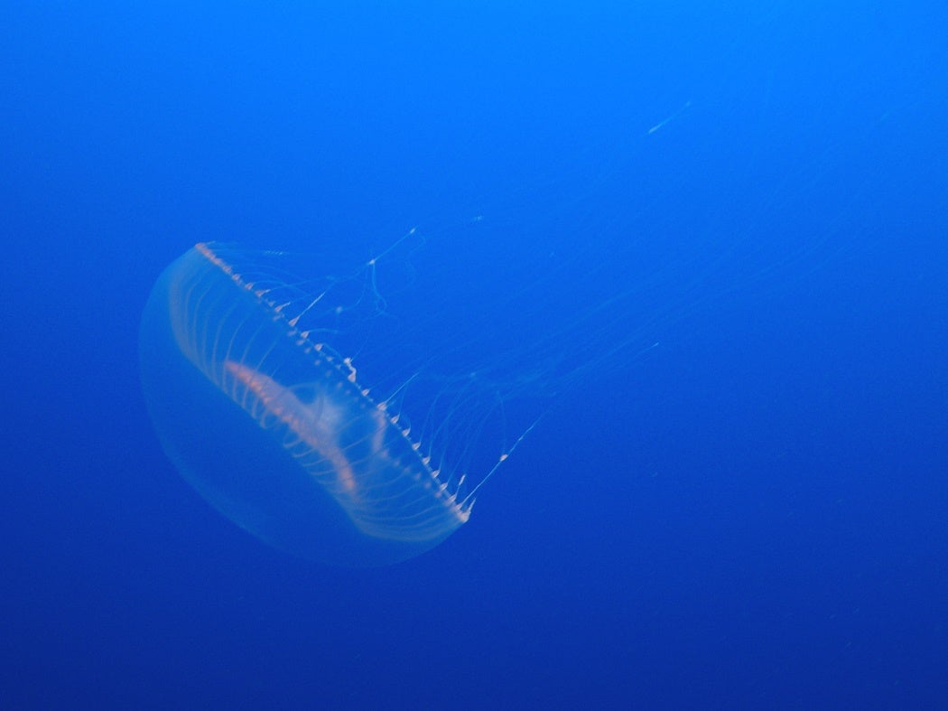 A lone aequorea victoria, a bioluminescent jellyfish, in the ocean.