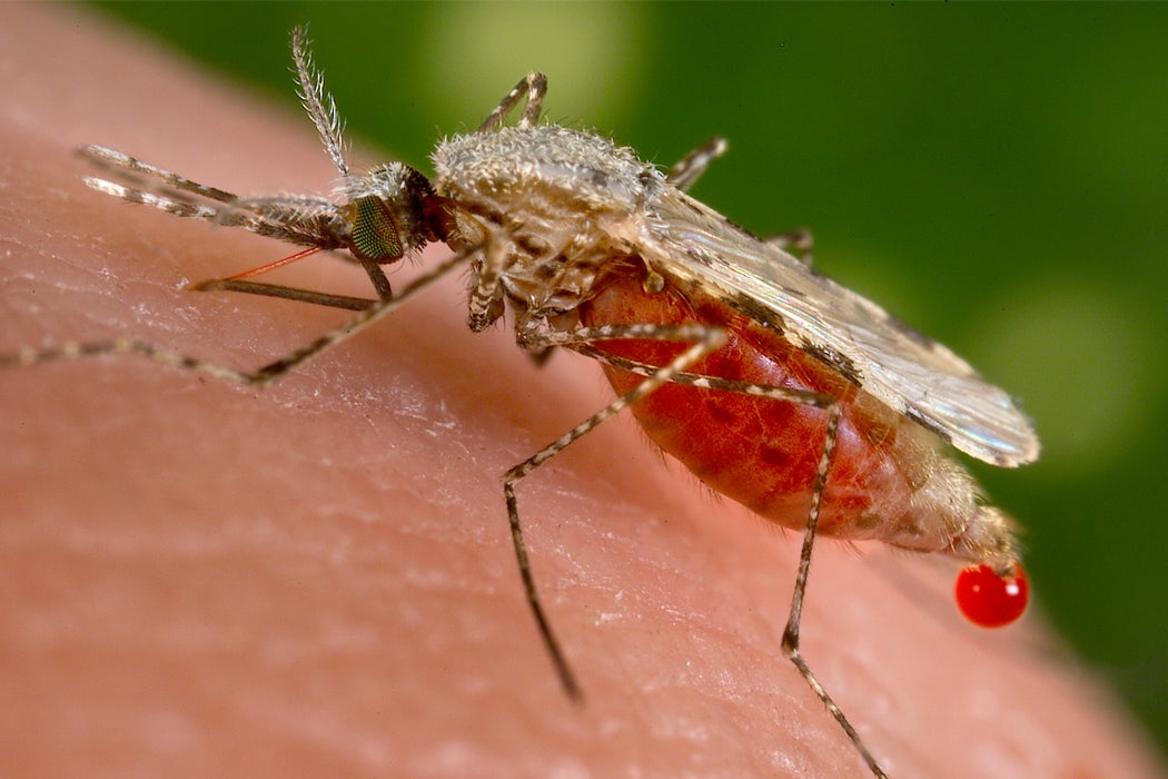 Anopheles stephens, a mosquito found in urban India, drawing human blood.
