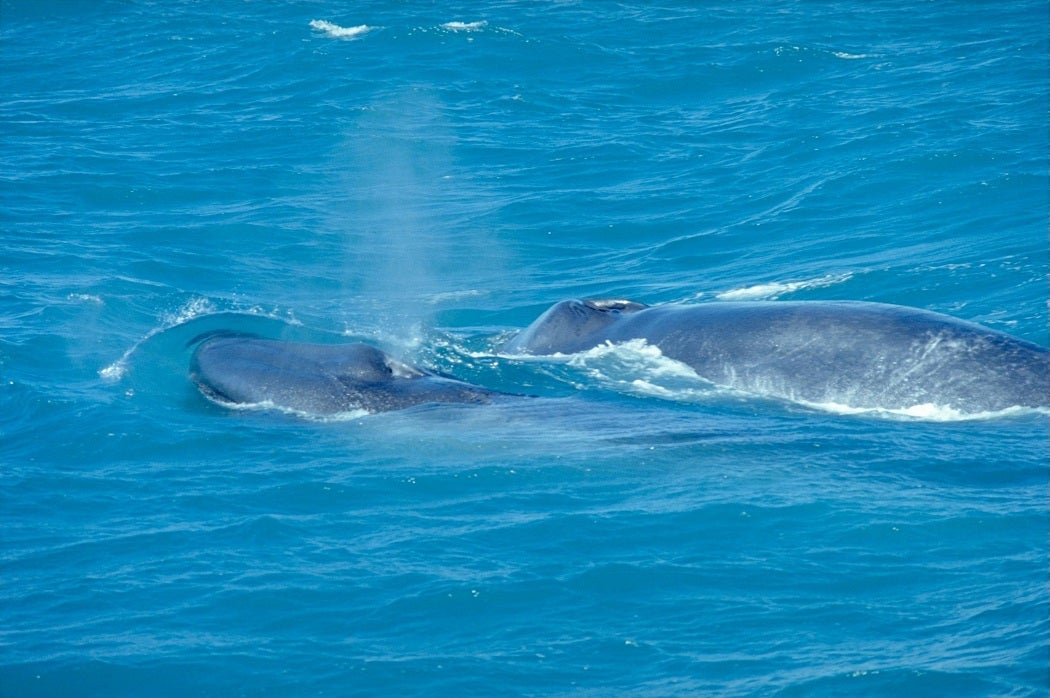 A Blue Whale swimming with its calf.