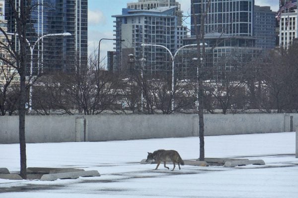 A lone wolf walking a city's sidewalks.