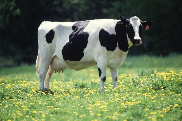 A tagged dairy cow stands in the middle of a flowering field.
