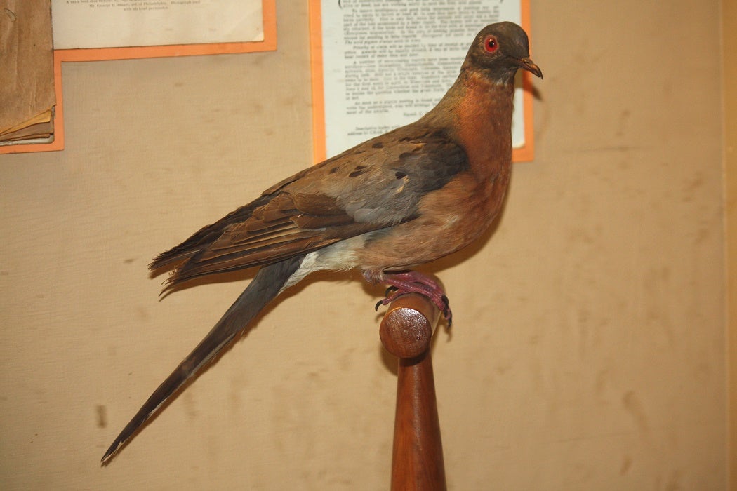 Stuffed Passenger Pigeon atop a wooden perch