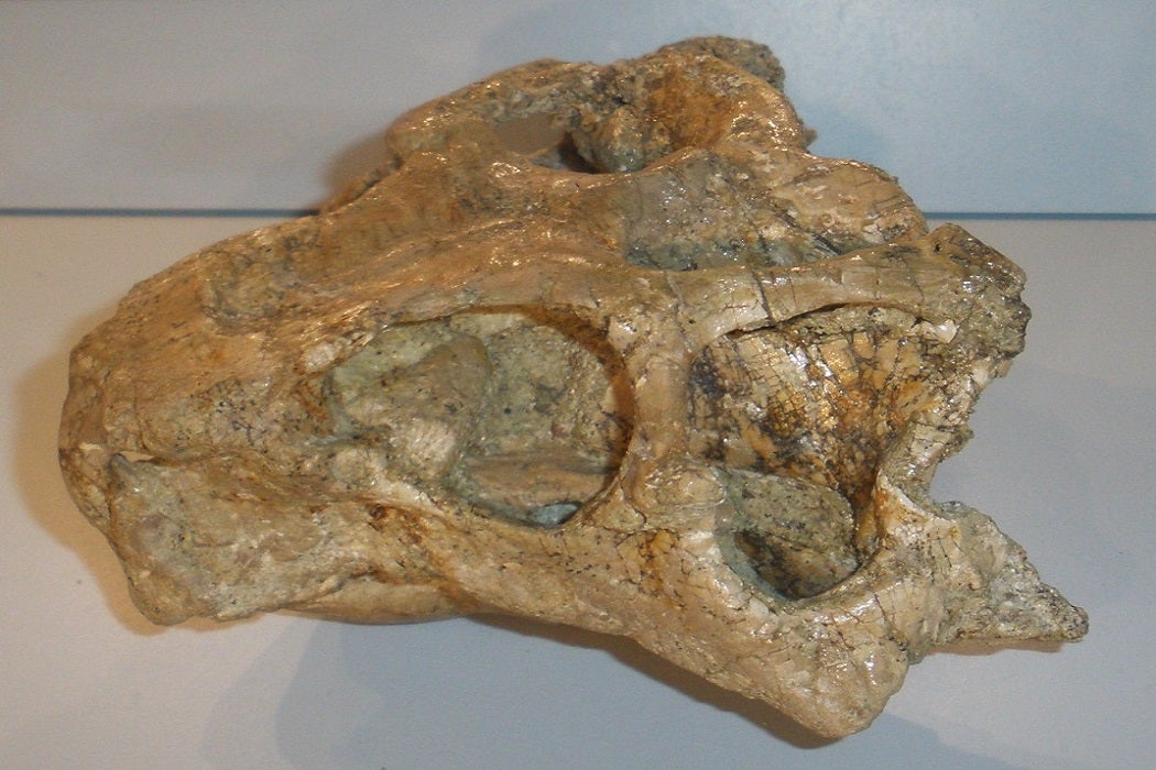 Fossilized bone of Psittacosaurus liujiatunensis