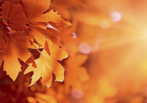 Orange and rust autumn leaves, illustrated