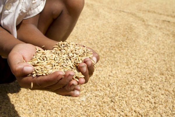 Cupped hands holding grain