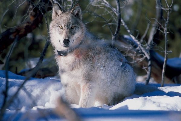Wolf in the snow with a radio collar around its neck