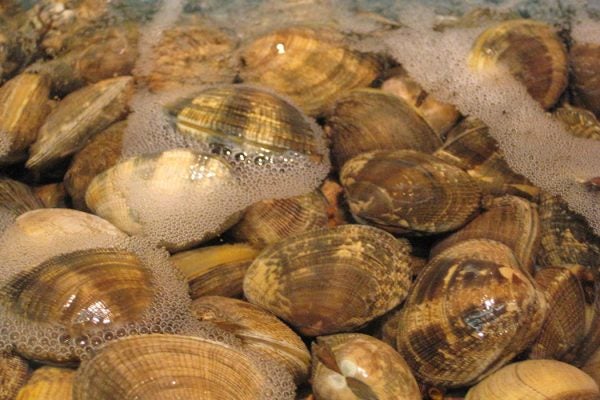 Clams in shallow water