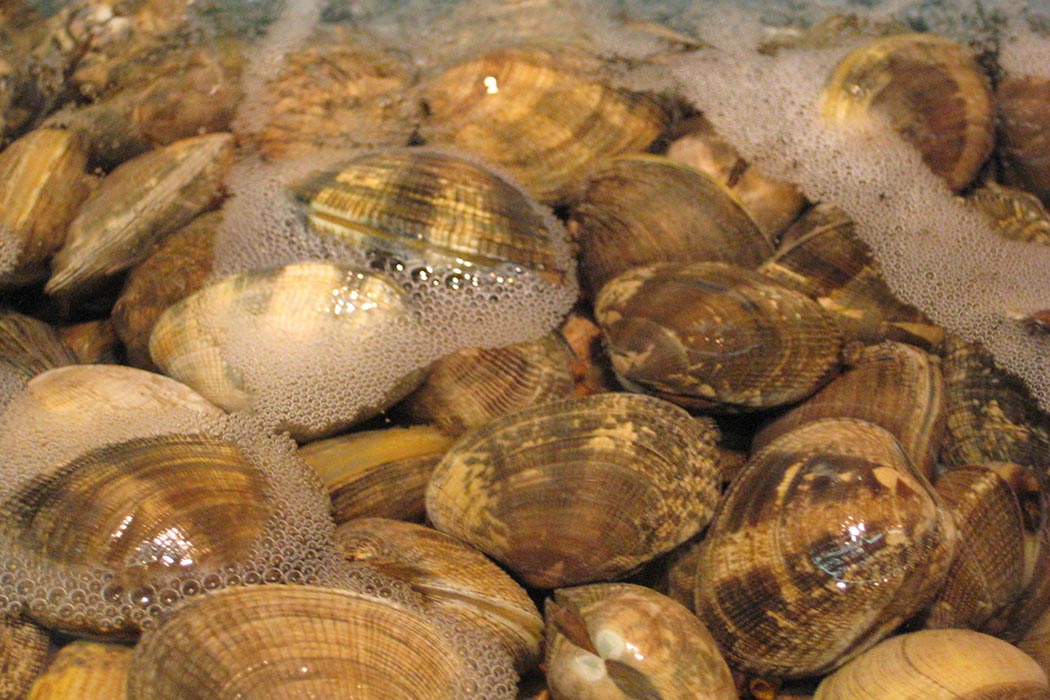 Clams in shallow water