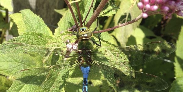 An overhead perspective of a Common Green Darner on a green leaf