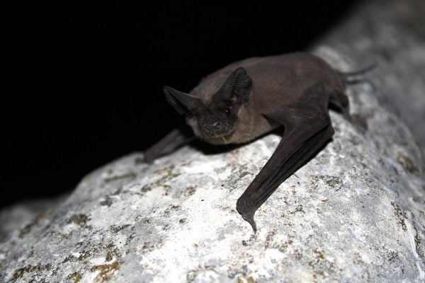 A Mexican Free Tailed Bat holding on to the bark of a tree