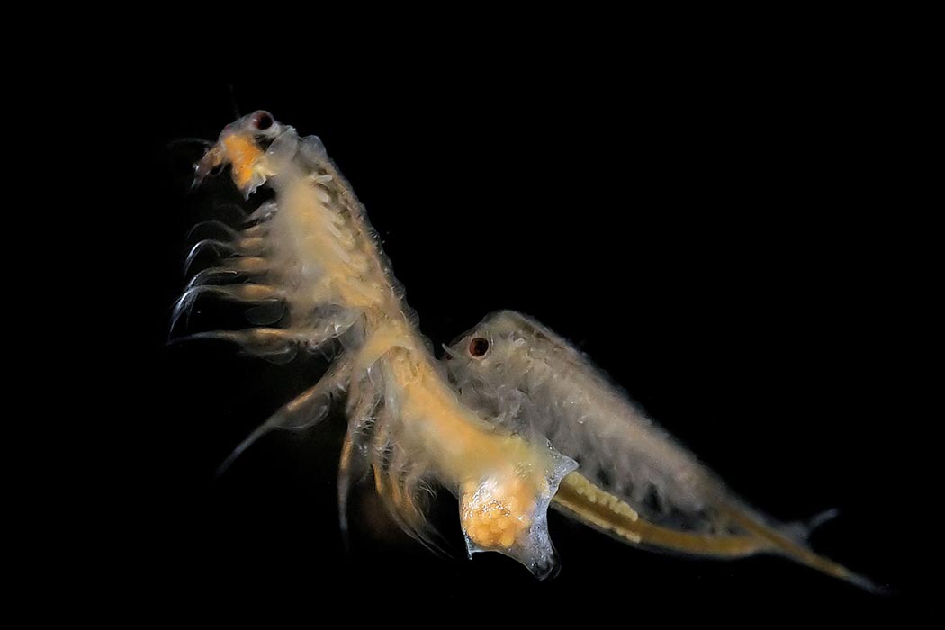 A brine shrimp looking towards the camera