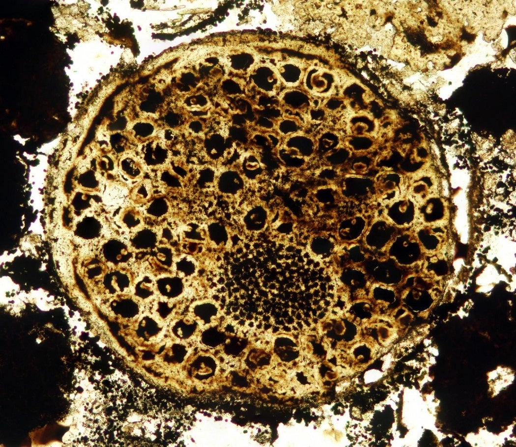 A close-up of a cell fossil