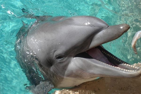 Close-up of a dolphin's face rising out of the water