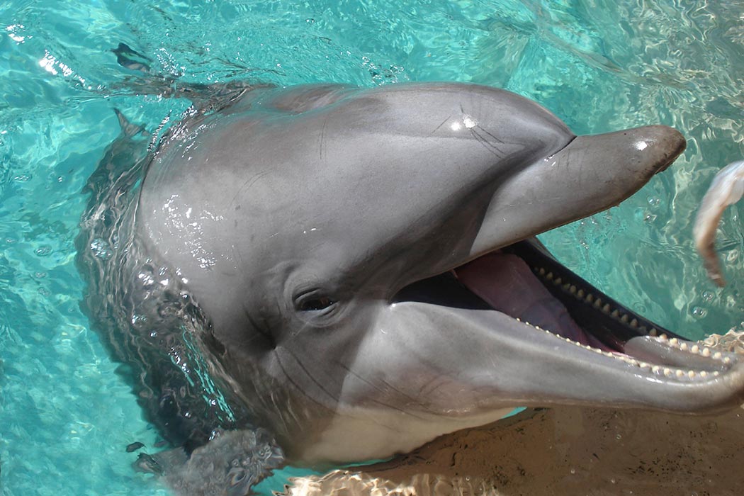 How Smart are Dolphins, Really? - JSTOR Daily