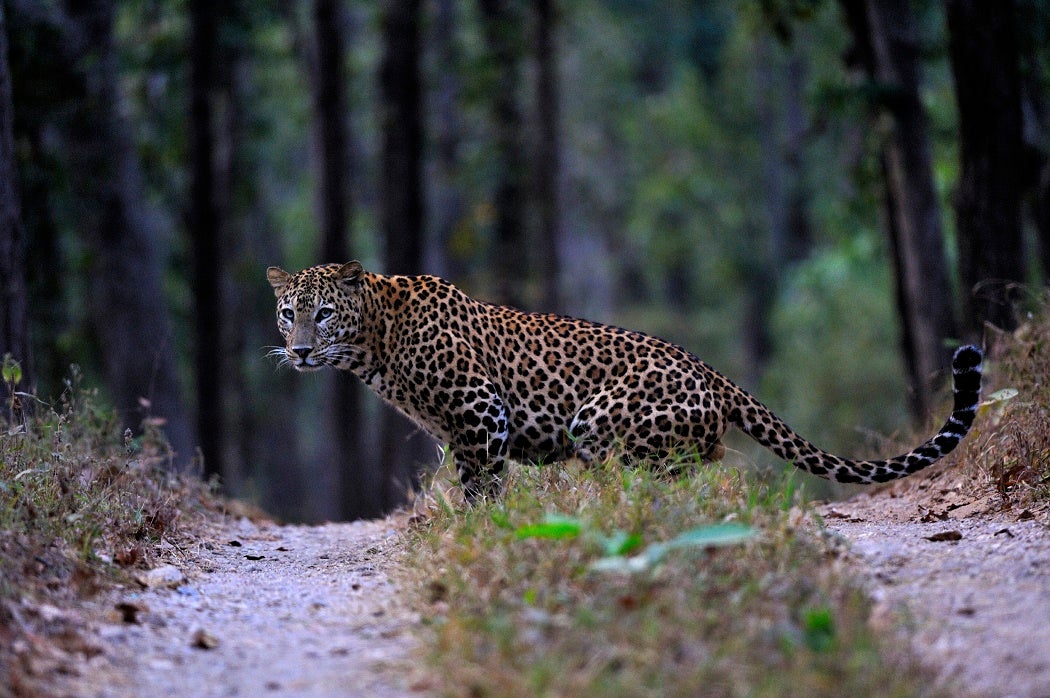 A leopard crouched where a vehicle left tracks