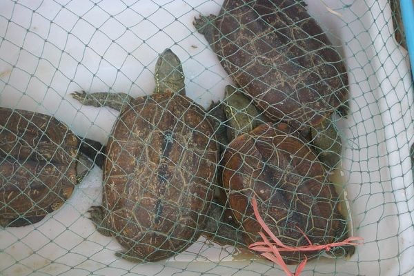 Four turtles in a plastic big with a net over them