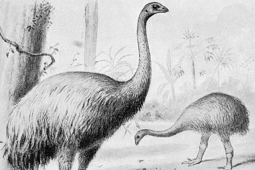 Black and white drawing of a Giant Moa, an extinct flightless bird