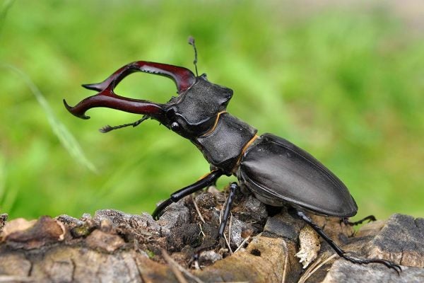 Stag beetle with pinchers lifted