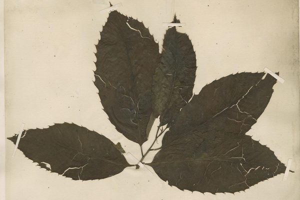 Pressed chestnut leaves