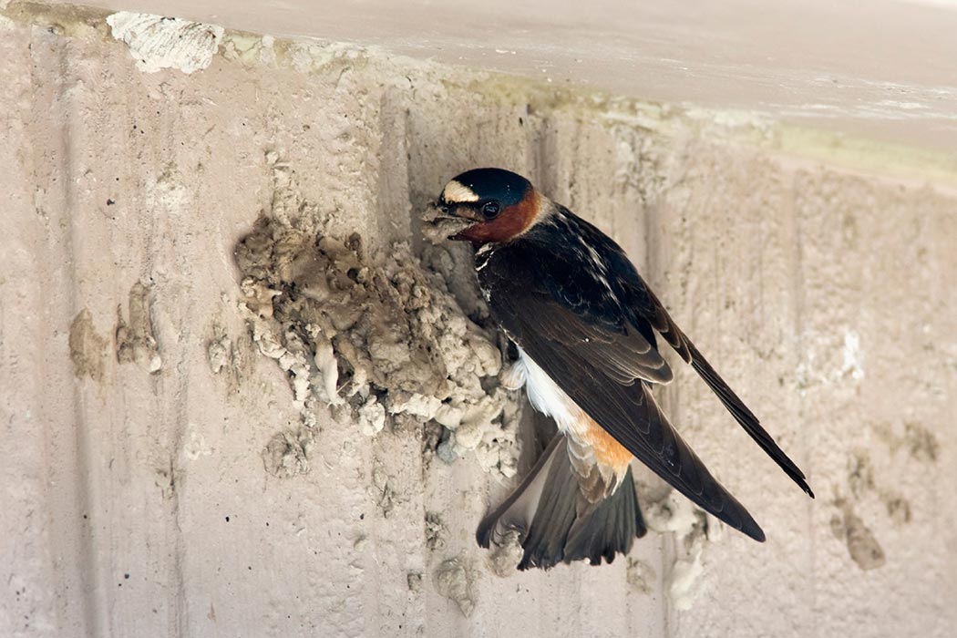A Cliff Swallow with sand in its mouth