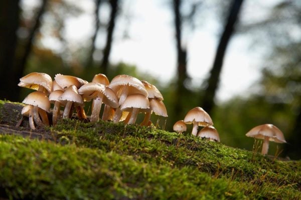 A troop of mushrooms