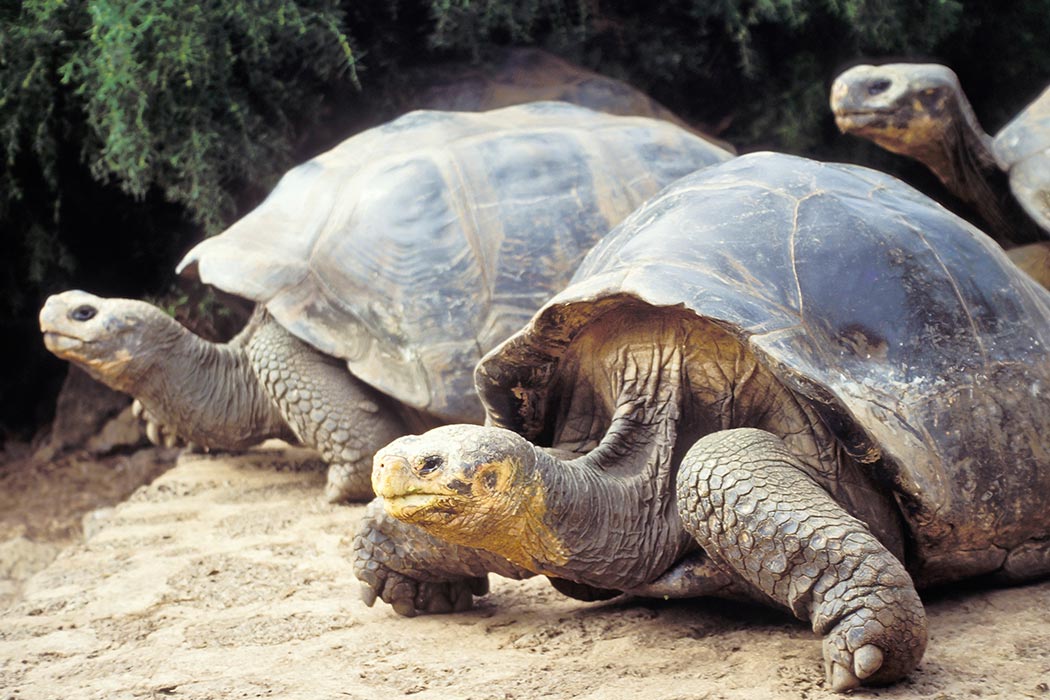Three Giant Galapagos Turtles on a stroll together