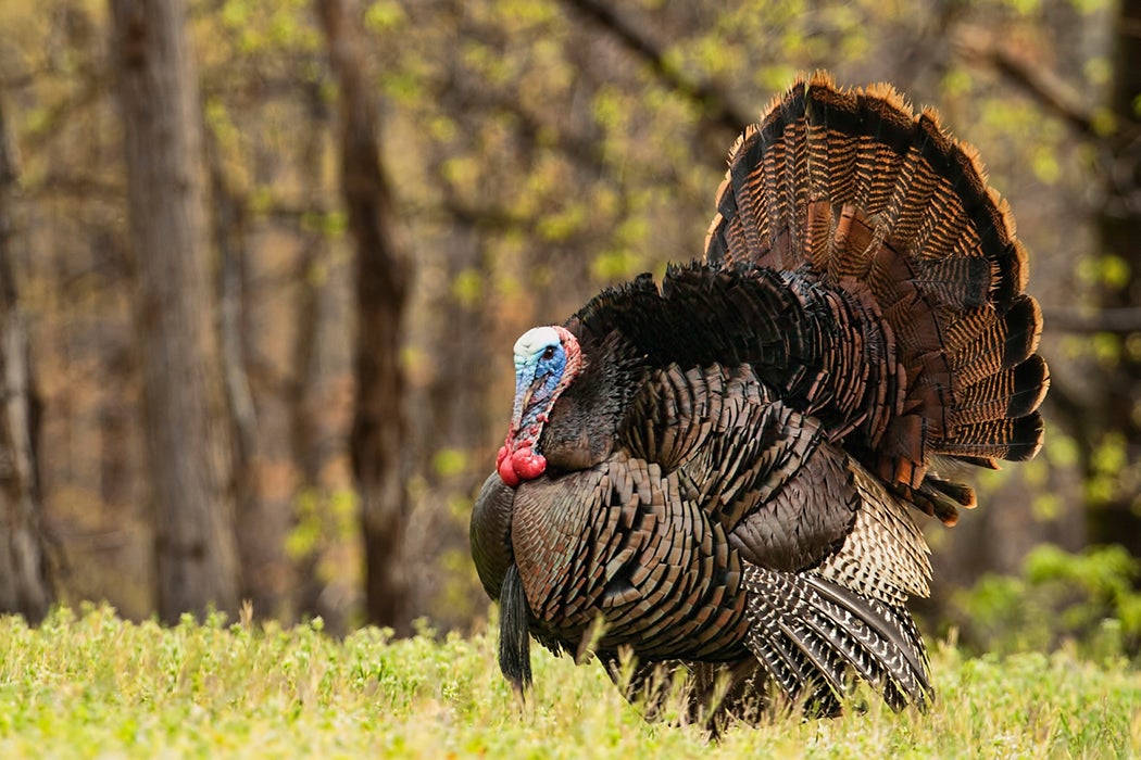 The Sad Story of Booming Ben, Last of the Heath Hens - JSTOR Daily