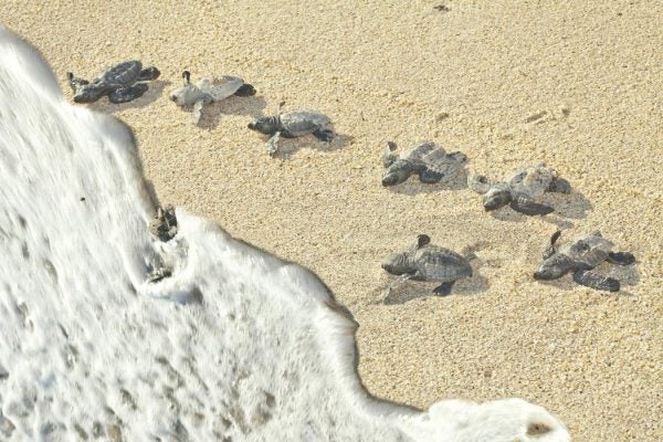 Baby Sea Turtles make their way to the ocean