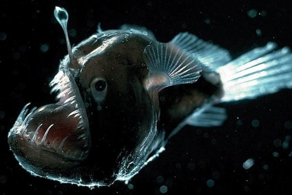A Deep Sea Anglerfish with mouth opened wide to display sharp teeth