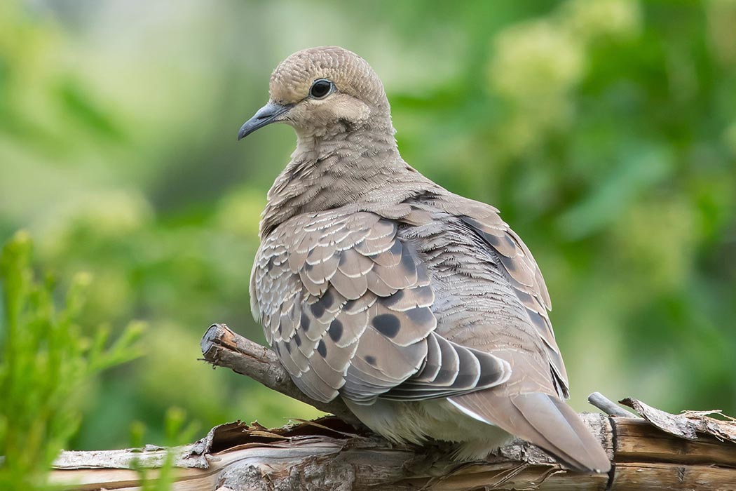 A dove perched on a branch