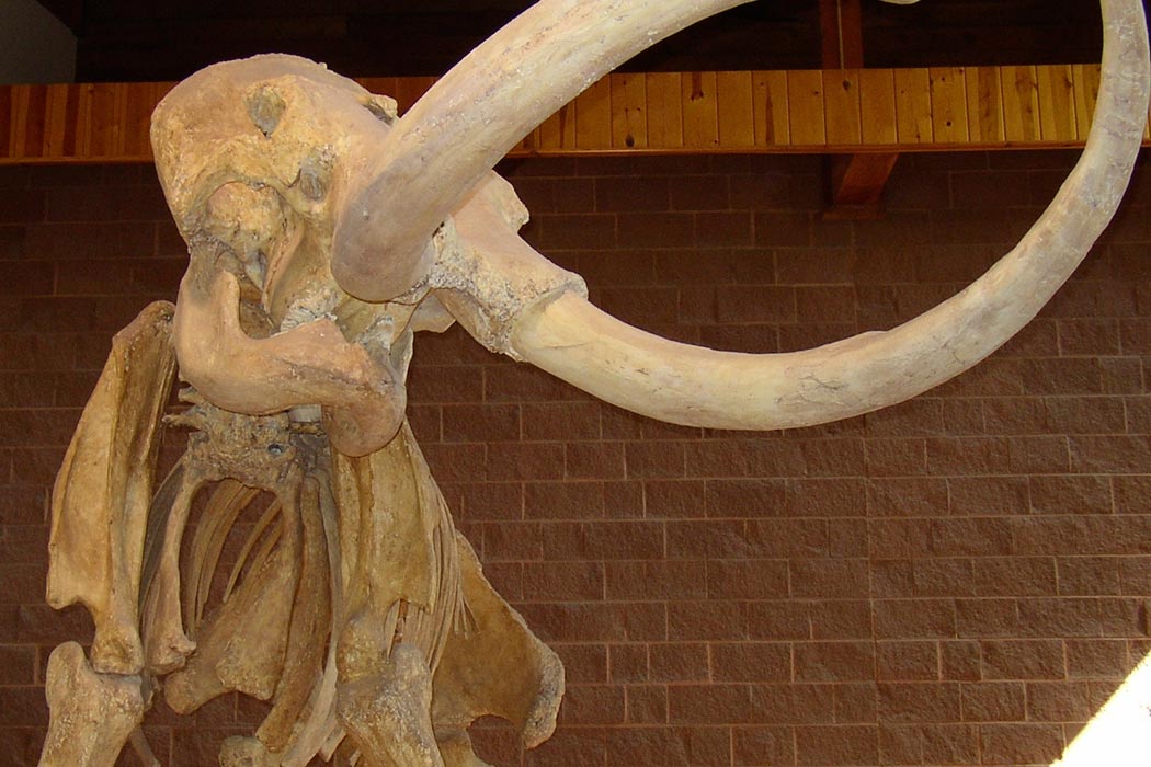 Bones of a mammoth on display